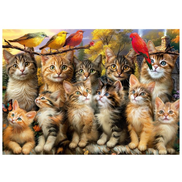 500 Chatons et Oiseaux