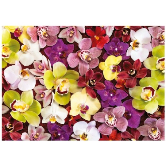 1000 Collage Orchidées