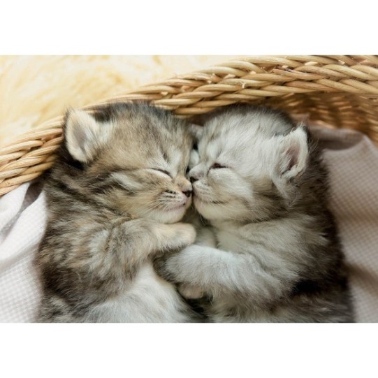 500 Les Chats Doux