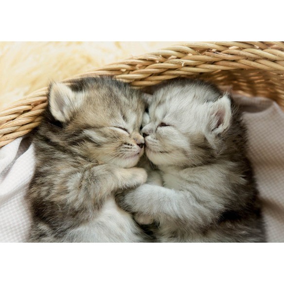 500 Les Chats Doux