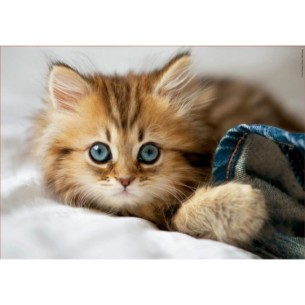 200 Gatito 2
